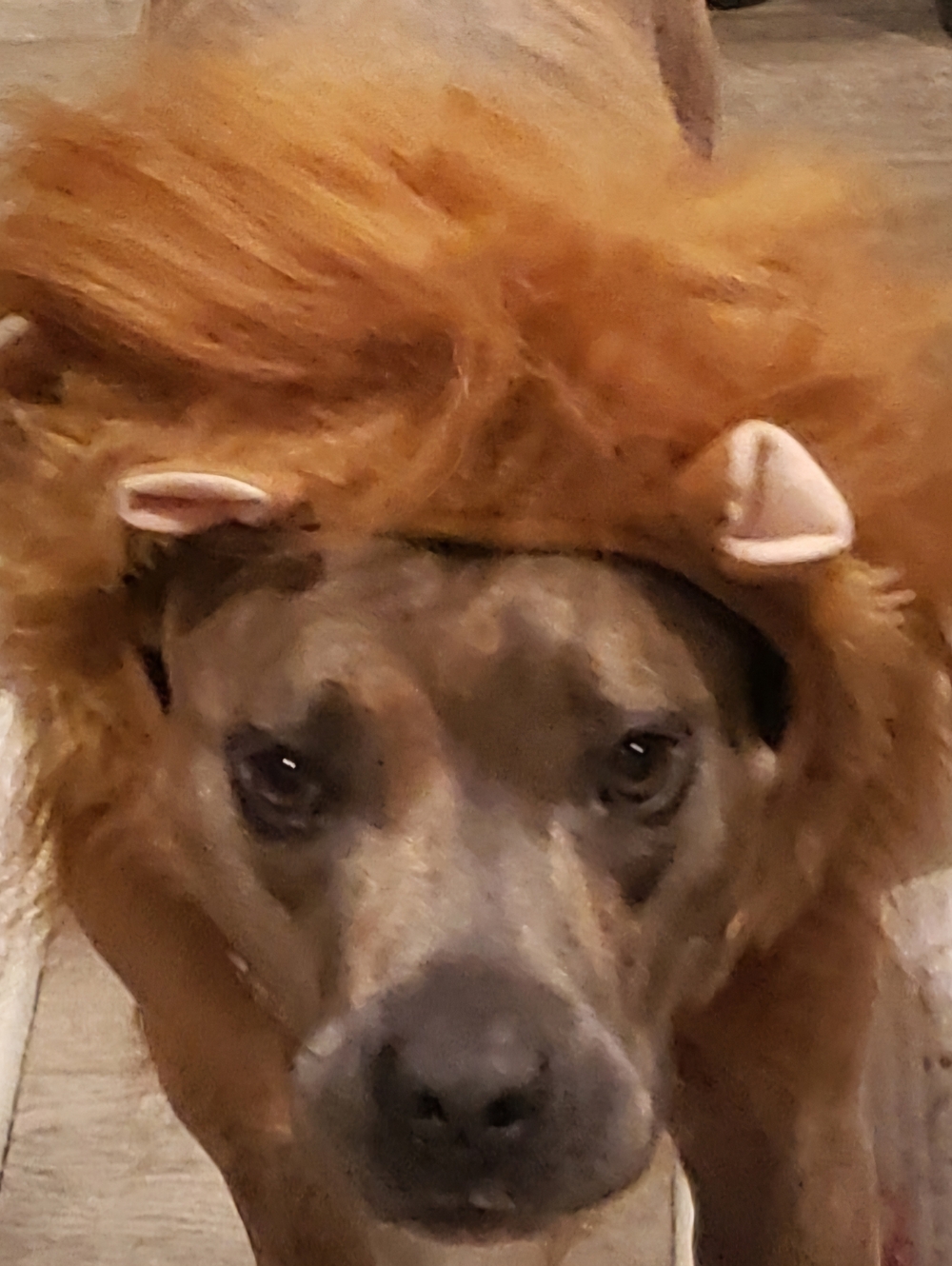 NWOT- Lion Mane Dog Hat - M/L